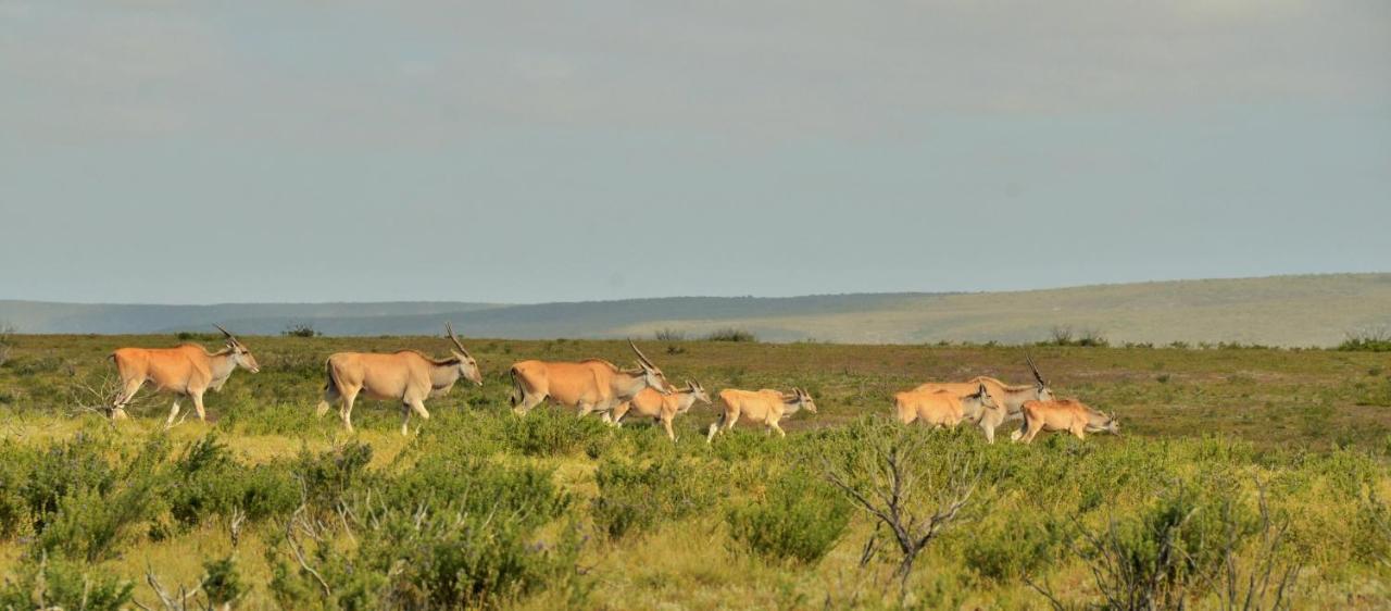 De Hoop Collection - Equipped Cottages De Hoop Nature Reserve Exterior foto