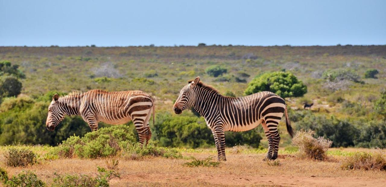 De Hoop Collection - Equipped Cottages De Hoop Nature Reserve Exterior foto
